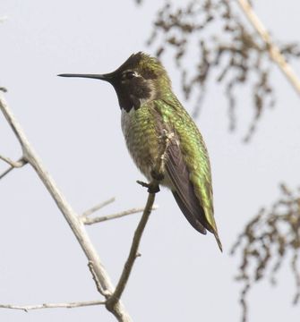 Image of Anna's Hummingbird