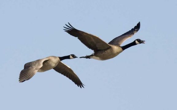 Image of Canada Goose