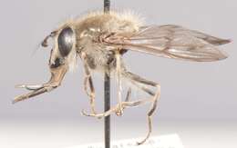 Image of Sphecomyia