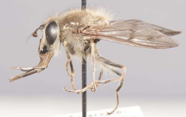 Image of Sphecomyia