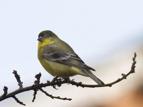 <i>Carduelis psaltria</i> (Say 1823)的圖片