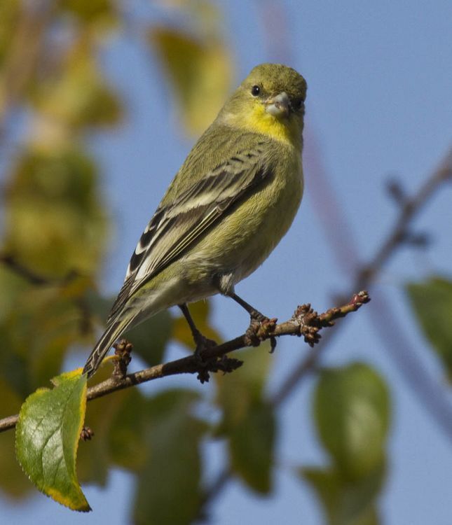 Image de <i>Carduelis psaltria</i> (Say 1823)