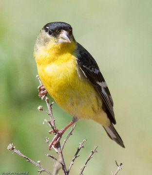 Image of <i>Carduelis psaltria</i> (Say 1823)