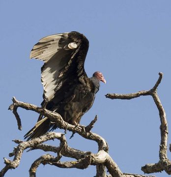 Image of Turkey Vulture