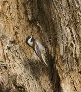 Image of Chickadee