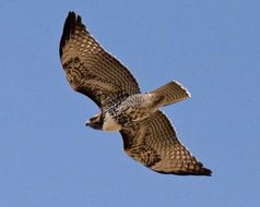 Image of Hen Harrier