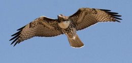 Image of Hen Harrier