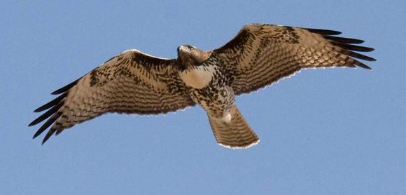 Image of Hen Harrier