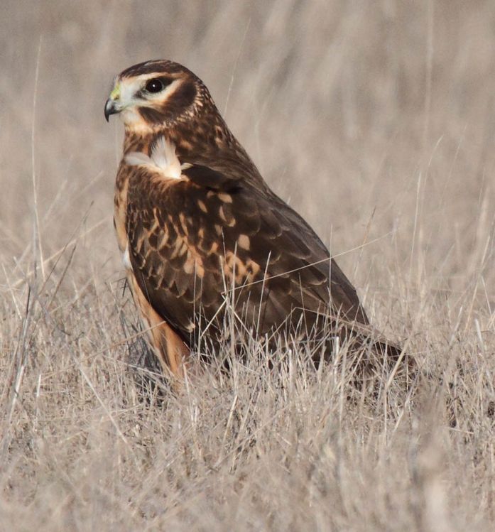 Image of Hen Harrier