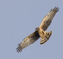 Image of Hen Harrier