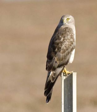 Image of Hen Harrier