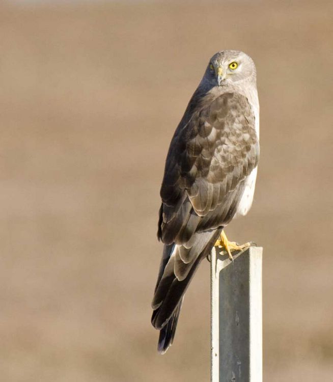 Image of Hen Harrier