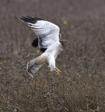 Image of Hen Harrier