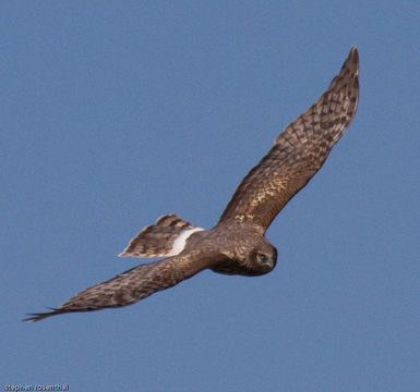 Image of Hen Harrier