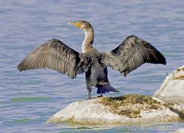 Image of cormorants