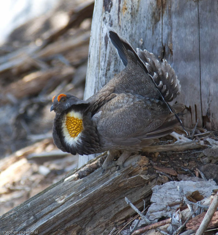 Image of Dusky Grouse