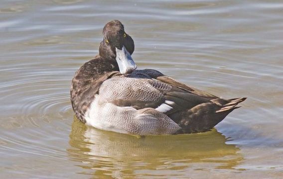 Image of ducks, geese, and swans