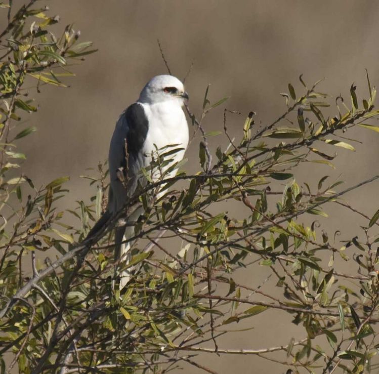 Image of White-tailed Kite