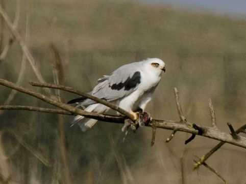 Image of White-tailed Kite