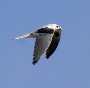 Imagem de Gavião-peneira