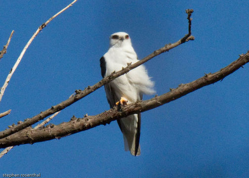 Image of White-tailed Kite