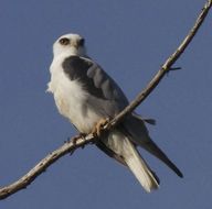 Image of White-tailed Kite