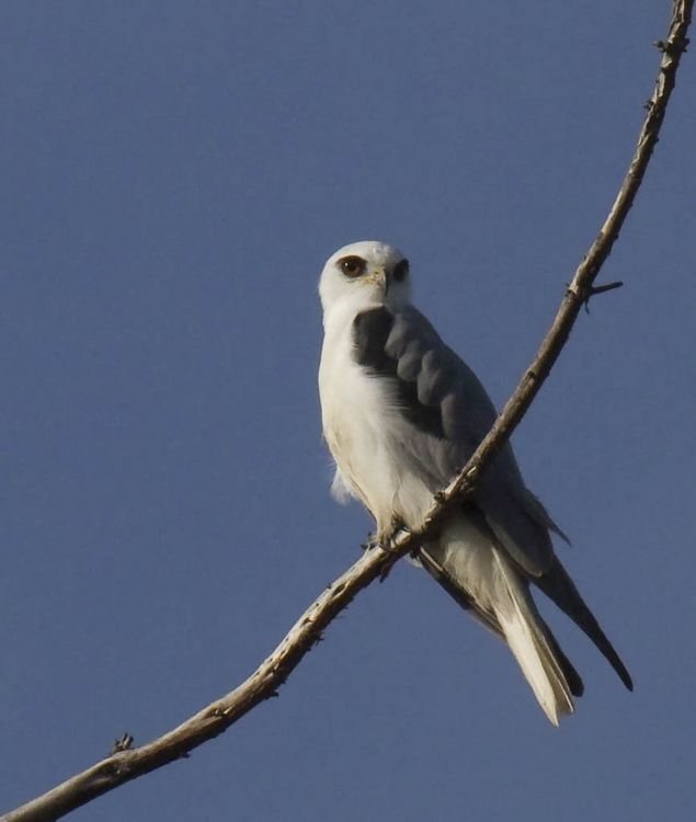 Image of White-tailed Kite