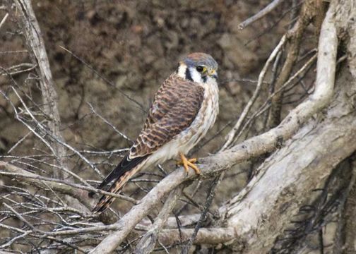 Image of American Kestrel