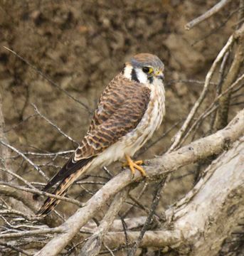 Image of American Kestrel