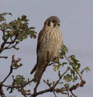 Sivun Falco sparverius Linnaeus 1758 kuva