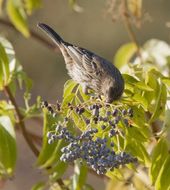 Image of perching birds