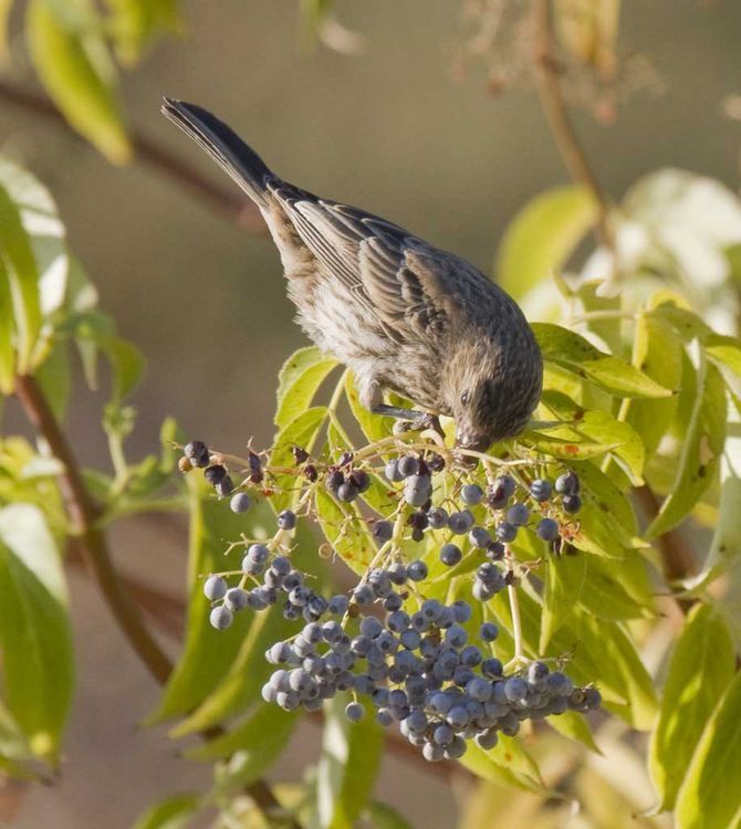 Image of perching birds