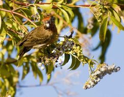 Image of perching birds