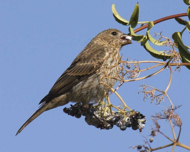 Image of perching birds