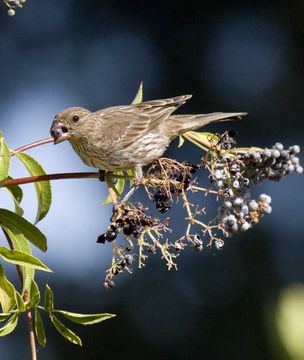 Image of perching birds