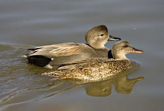 Image of Gadwall