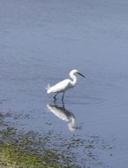 Image of Snowy Egret