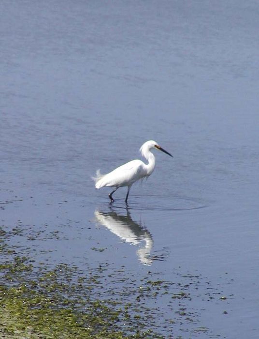 Image de Aigrette neigeuse