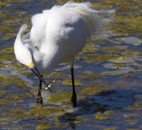 Image de Aigrette neigeuse