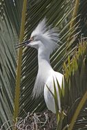 Image of Snowy Egret