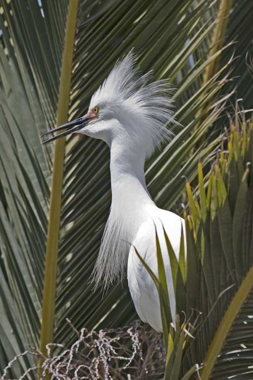 Image de Aigrette neigeuse