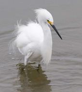 Image de Aigrette neigeuse