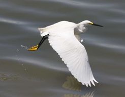 Image de Aigrette neigeuse