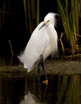 Image of Snowy Egret