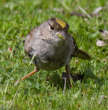 Image of Golden-crowned Sparrow