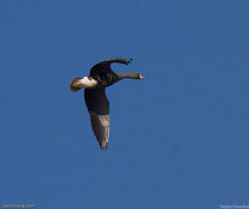 Image of Greater White-fronted Goose