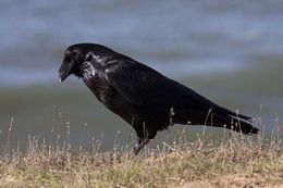 Image of Common raven