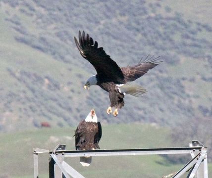 Image of Bald Eagle