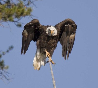 Image of Bald Eagle