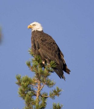 Image of Bald Eagle